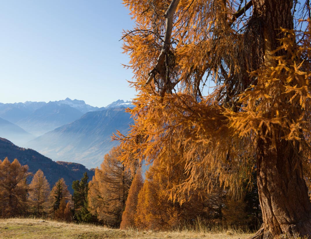 Vue sur la forêt de mélèze de Balavaux en automne, en arrière plan, la vallée du Rhône.